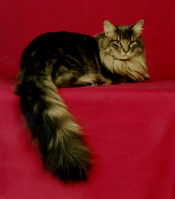 Grand Champion Eigenkatz Big Blue