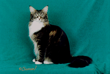 Grand Premier Bocoon Rainbeau Bear of TLC